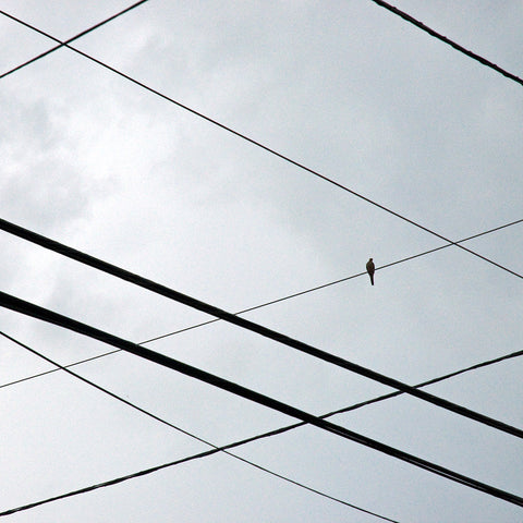 Bird on a Wire aluminum eight inch by eight inch photographic print by Nancy Reid Carr is a decorative artisan creation made in the U.S.A. that can be displayed as a wall hanging or on the table top.  Makes a great gift.